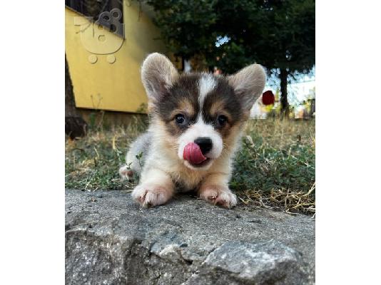 Ουαλικό Corgi Pembroke κουτάβια προς πώληση